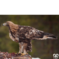 گونه عقاب طلایی Golden Eagle